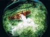 fish through fisheye.jpg fish through fisheye.jpg